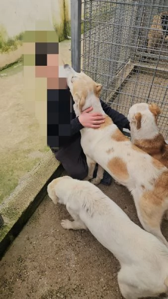 Gerry equilibrato docile socievole  | Foto 5