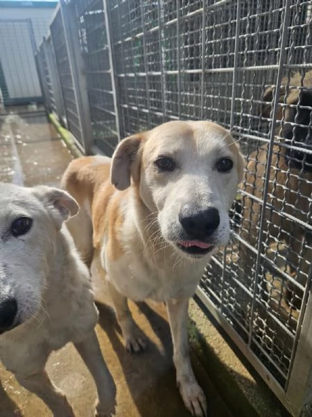 Gerry equilibrato docile socievole  | Foto 3