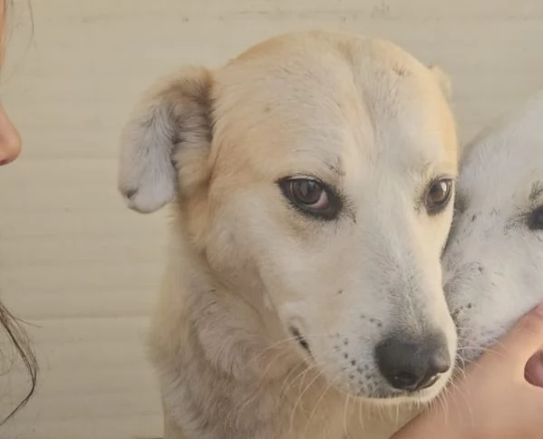 Gerry equilibrato docile socievole 