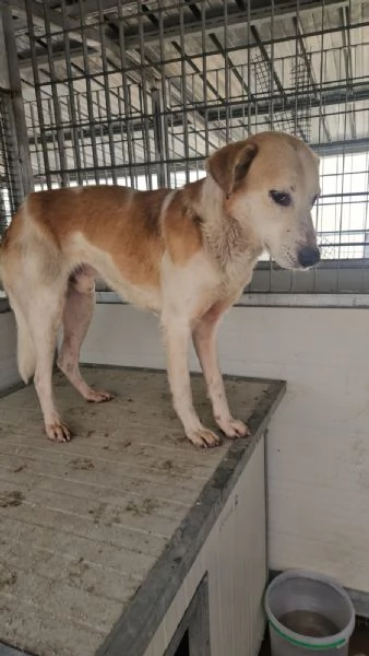 Gerry equilibrato docile socievole  | Foto 1