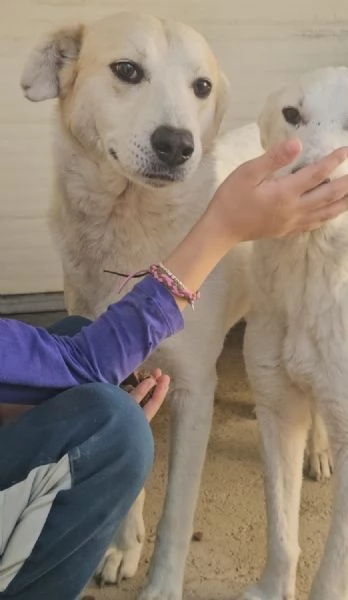 Gerry equilibrato docile socievole  | Foto 1