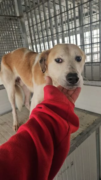 Gerry equilibrato docile socievole  | Foto 0