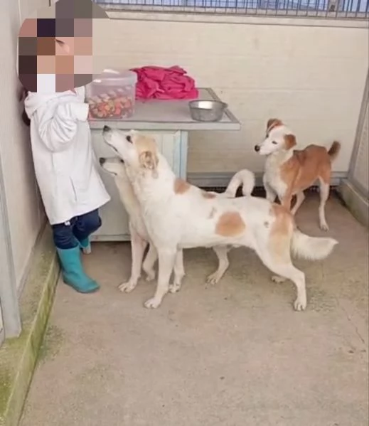 Gerry equilibrato docile socievole  | Foto 0