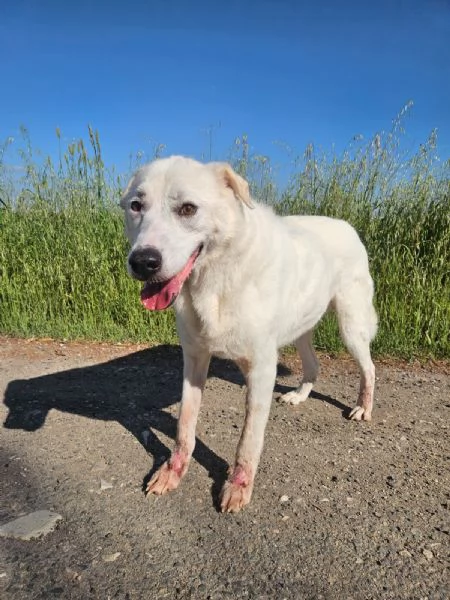 Consuelo taglia grande socievole equilibrata  | Foto 6