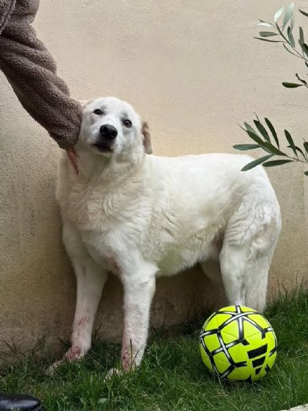 Consuelo dolce equilibrata socievole