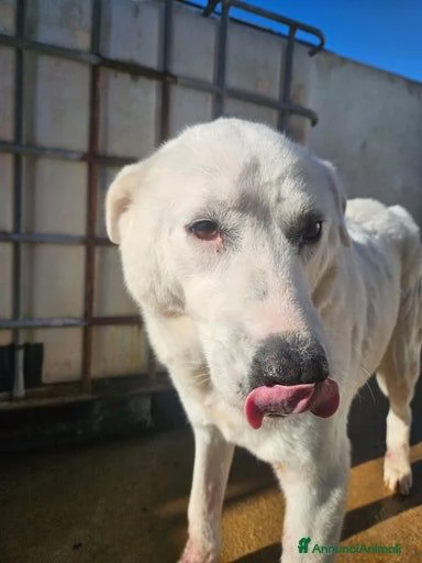 Consuelo dolce equilibrata socievole | Foto 6