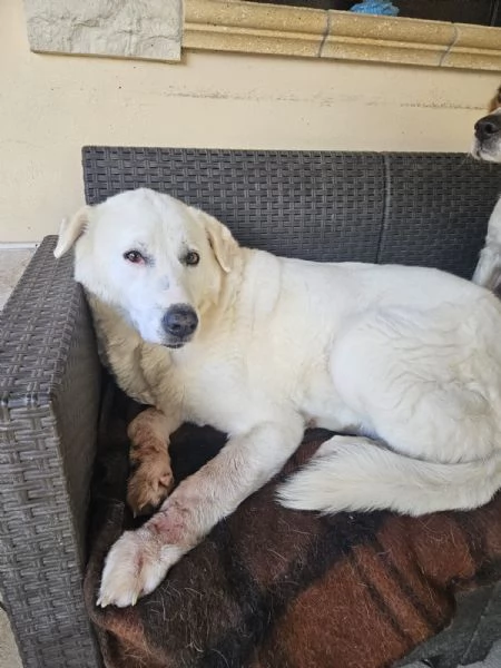 Consuelo dolce equilibrata socievole | Foto 3