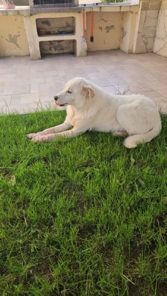 Consuelo dolce equilibrata socievole  | Foto 2