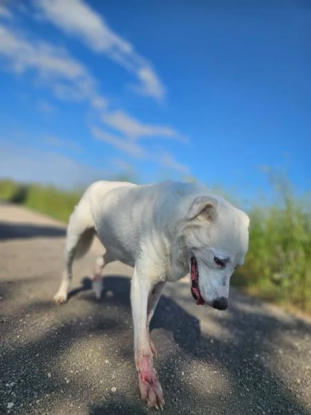 Consuelo taglia grande socievole equilibrata  | Foto 0