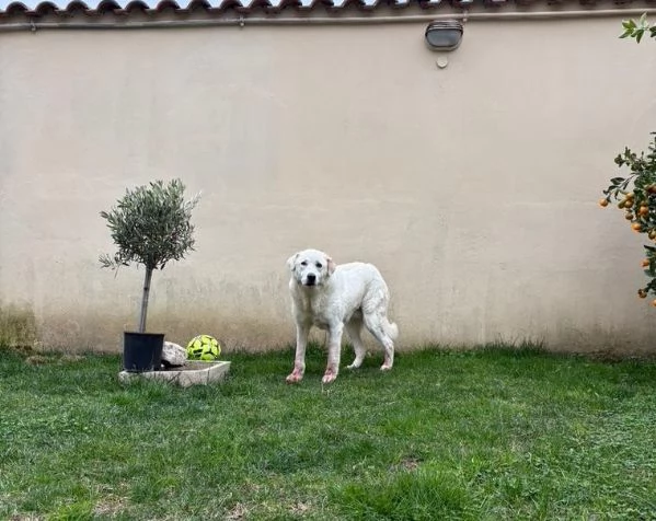 Consuelo dolce equilibrata socievole | Foto 0