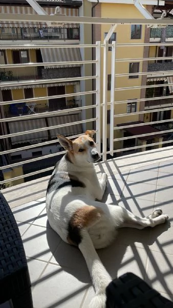 India cerca nuova famiglia  | Foto 5