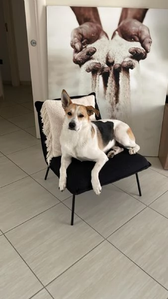 India cerca nuova famiglia  | Foto 4