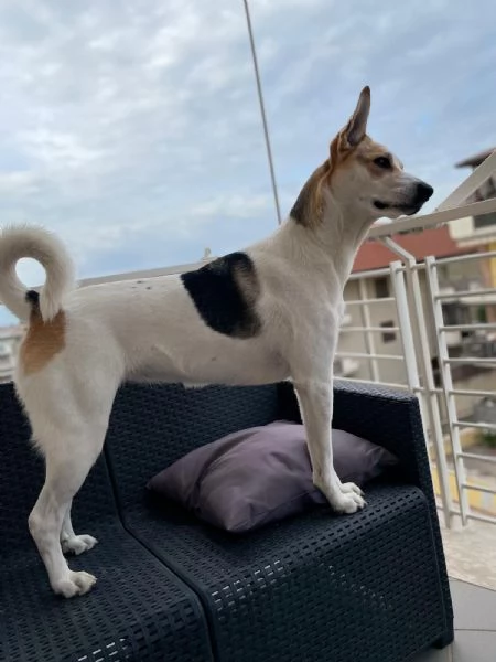 India cerca nuova famiglia  | Foto 3