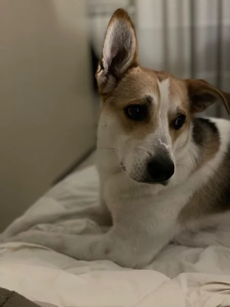 India cerca nuova famiglia  | Foto 1