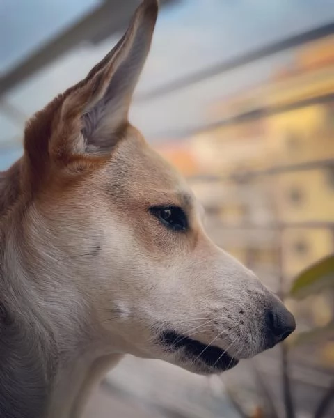 India cerca nuova famiglia  | Foto 0