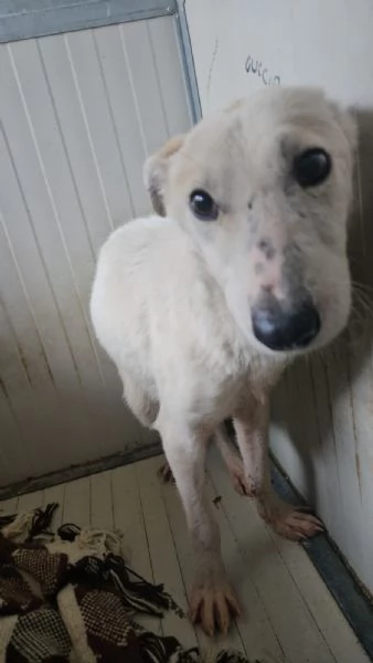 Oipe docile e socievole Taglia contenuta  | Foto 6