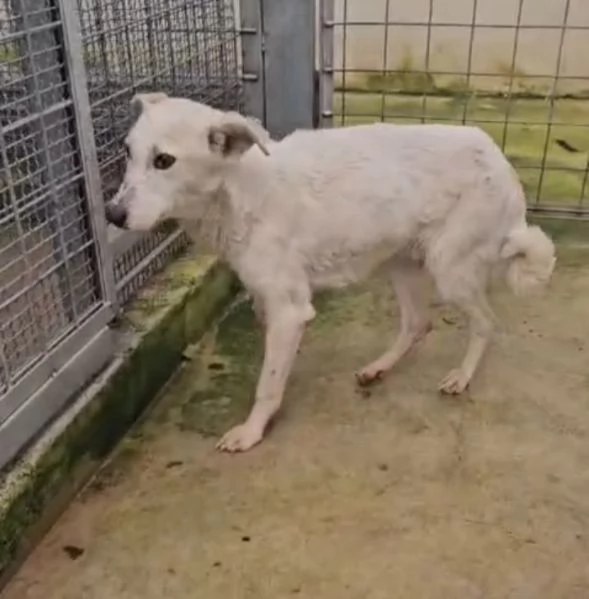 Oipe docile e socievole Taglia contenuta 