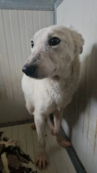 Oipe docile e socievole Taglia contenuta  | Foto 5