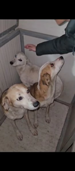 Oipe docile e socievole Taglia contenuta  | Foto 4