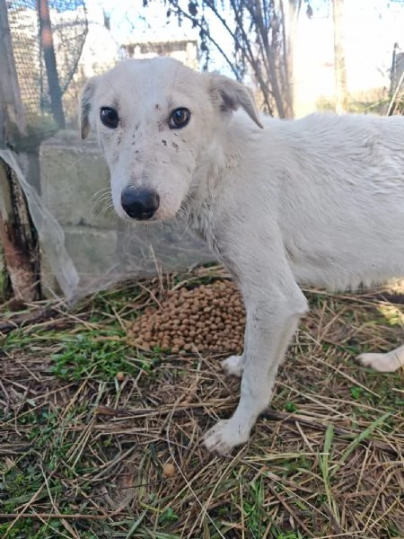 Oipe docile e socievole Taglia contenuta  | Foto 3