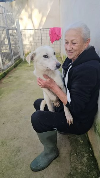 Oipe docile e socievole Taglia contenuta  | Foto 4