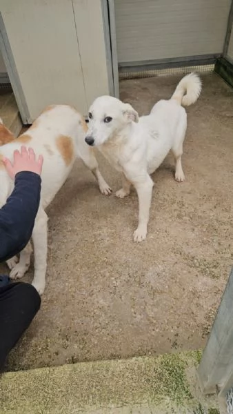 Oipe docile e socievole Taglia contenuta  | Foto 3