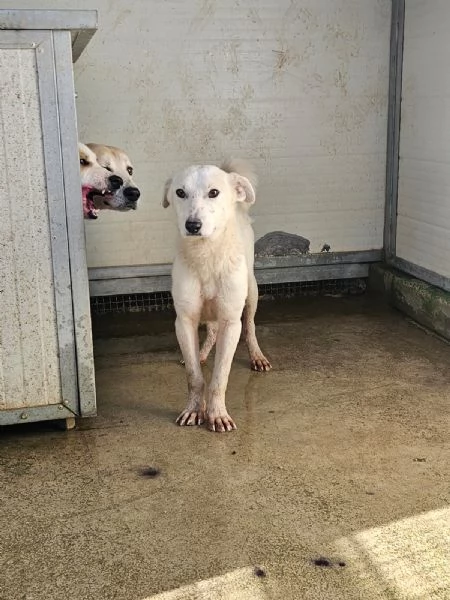 Oipe docile e socievole Taglia contenuta  | Foto 2