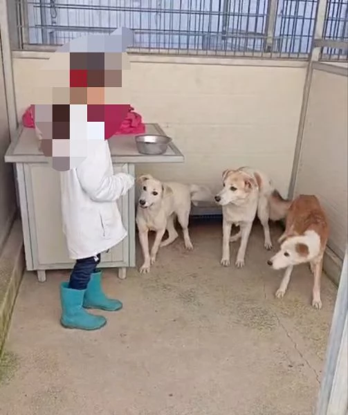 Oipe docile e socievole Taglia contenuta  | Foto 1