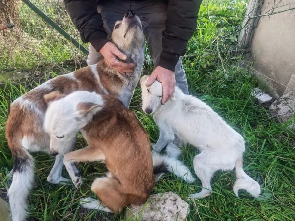 Oipe docile e socievole Taglia contenuta  | Foto 2