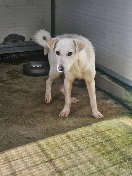 Oipe docile e socievole Taglia contenuta  | Foto 0