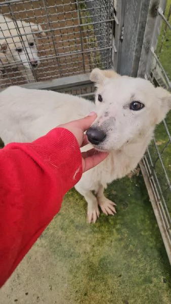 Oipe docile e socievole Taglia contenuta  | Foto 1