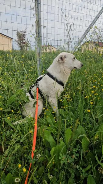 Oipe docile e socievole Taglia contenuta | Foto 2