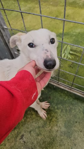 Oipe docile e socievole Taglia contenuta  | Foto 0