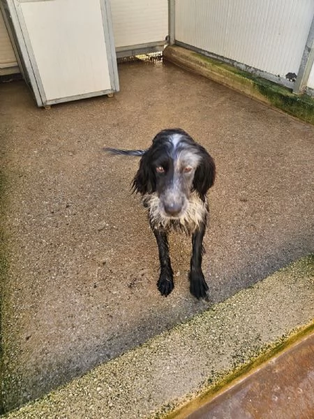 Raya giovane setterina socievole affettuosa  | Foto 6