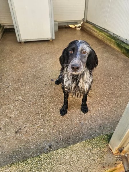 Raya giovane setterina socievole affettuosa  | Foto 5