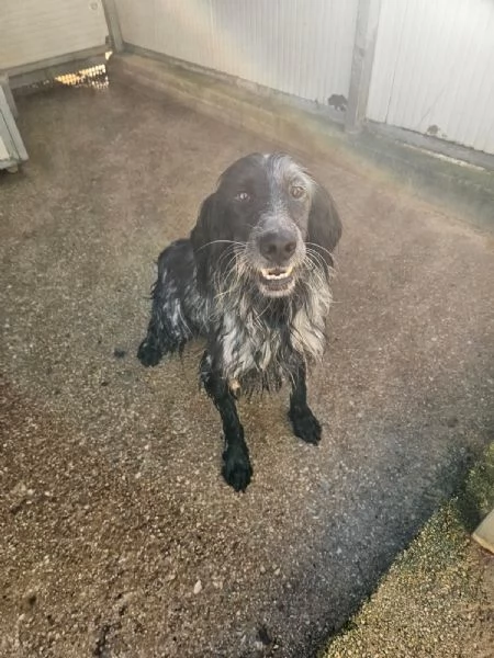 Raya giovane setterina socievole affettuosa  | Foto 4