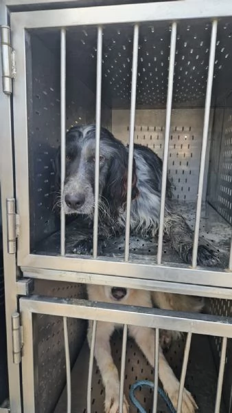 Raya giovane setterina socievole affettuosa  | Foto 3