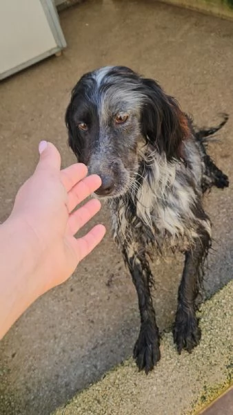 Raya giovane setterina socievole affettuosa  | Foto 2