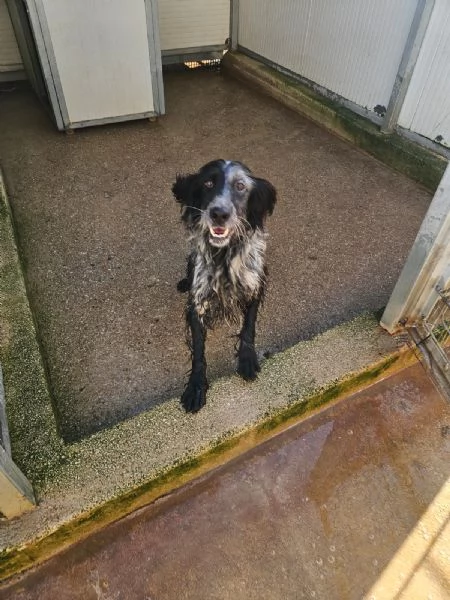 Raya giovane setterina socievole affettuosa  | Foto 1