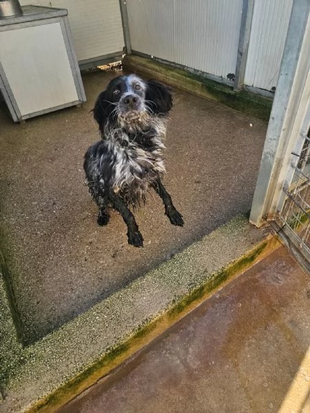 Raya giovane setterina socievole affettuosa  | Foto 0