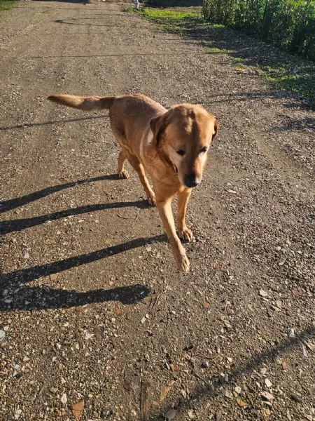 Paco labrador retriever dolcissimo con tutti  | Foto 4