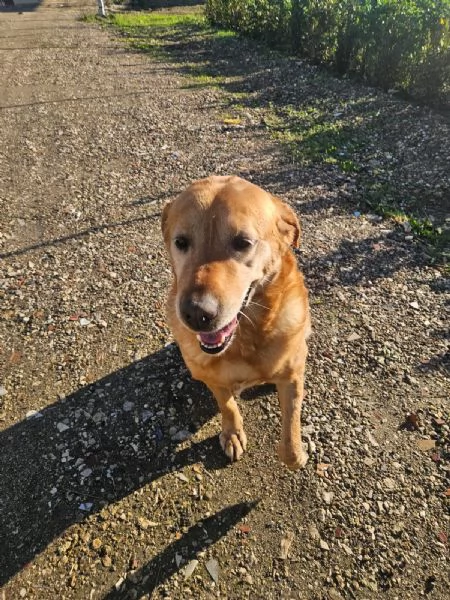 Paco labrador retriever dolcissimo con tutti  | Foto 3