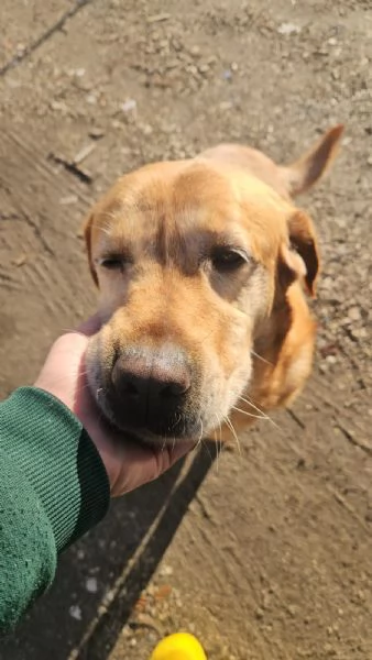 Paco labrador retriever dolcissimo con tutti 