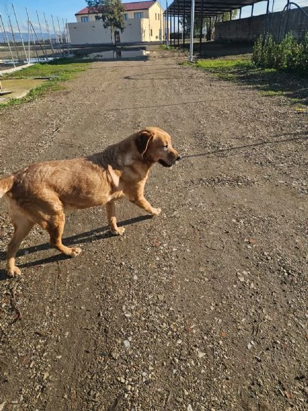 Paco labrador retriever dolcissimo con tutti  | Foto 2