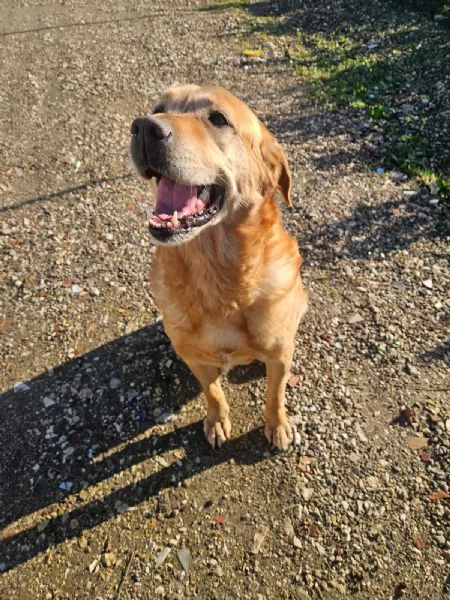 Paco labrador retriever dolcissimo con tutti  | Foto 1
