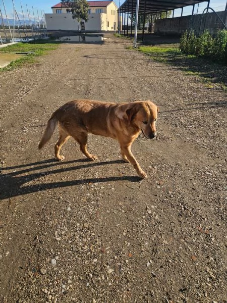 Paco labrador retriever dolcissimo con tutti  | Foto 0