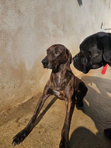 Michele timido segugio dolcissimo con tutti | Foto 5