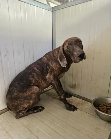 Michele timido segugio dolcissimo con tutti  | Foto 5