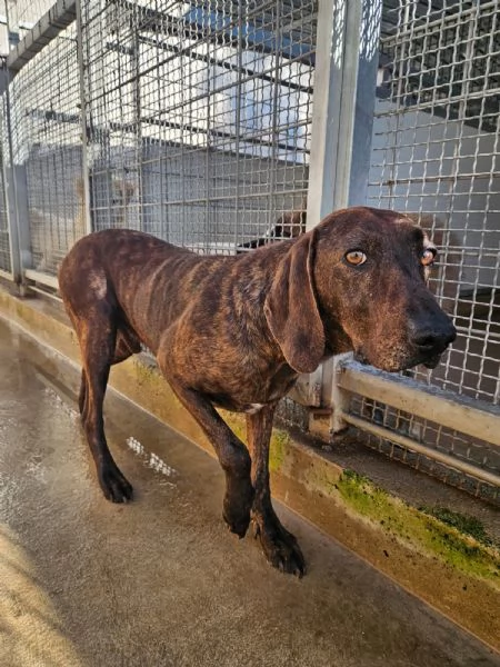 Michele timido segugio dolcissimo con tutti