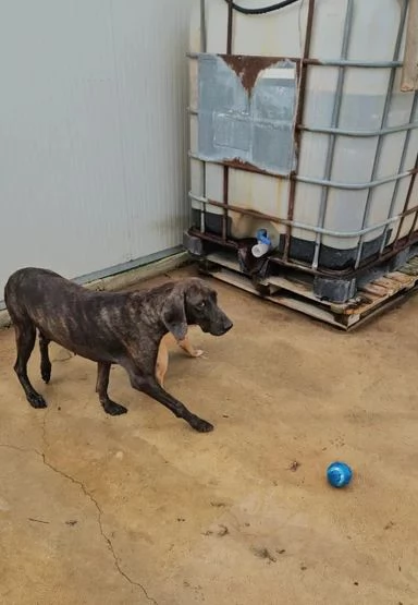 Michele timido segugio dolcissimo con tutti  | Foto 4